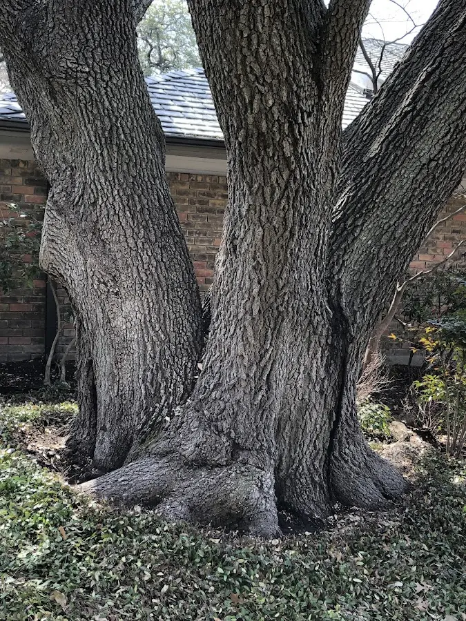 Mature heritage tree close to a Ilion property cared for by certified arborists